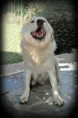 /album/animals/a299584-274916039186522-934525-n-jpg/