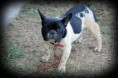 /album/animals/a302610-274916749186451-3215428-n-jpg/