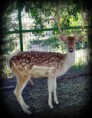 /album/animals/a302732-274916512519808-3314989-n-jpg/