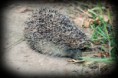/album/animals/a303554-274915885853204-2665203-n-jpg/