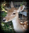 /album/animals/a312536-274916412519818-3560559-n-jpg/