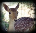 /album/animals/a313486-274916219186504-31042-n-jpg/