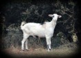 /album/animals/a317703-274916599186466-7860947-n-jpg/