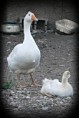 /album/animals/a320809-274916122519847-8387144-n-jpg/