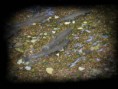 /album/animals/dsc-092-jpg1/