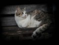 /album/animals/dsc-120-jpg/